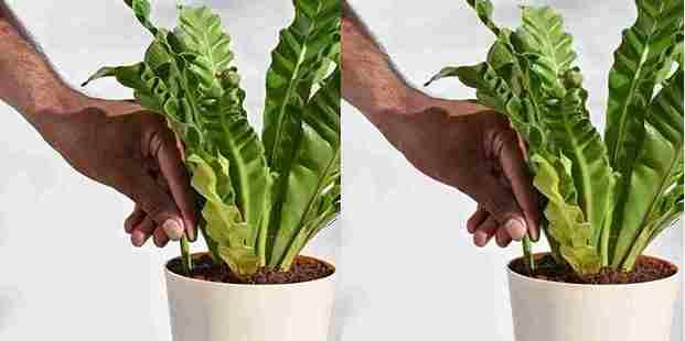 🌱 Plant Grow Fertilizer Sticks – Boost Plant Health Naturally! (Pack of 25)
